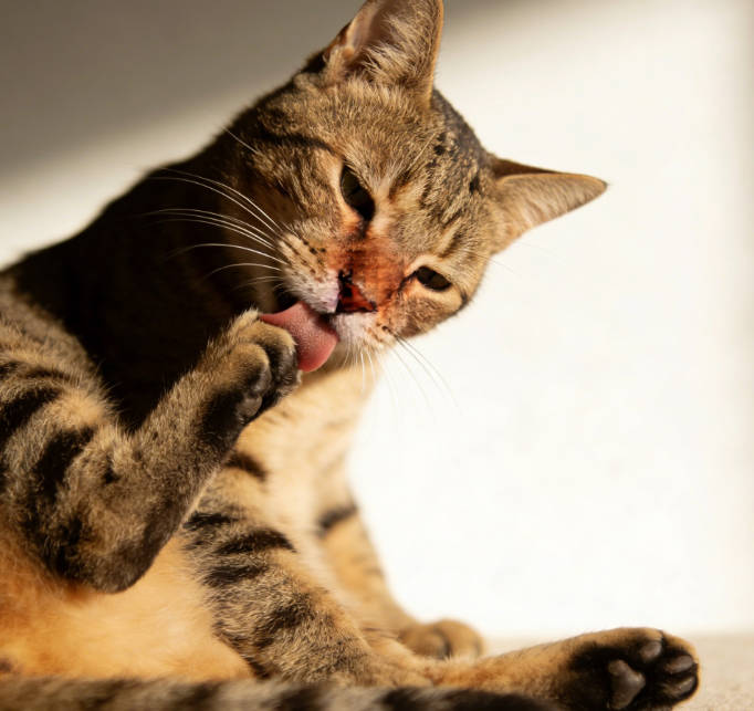 The behavior of a cat licking its own paws