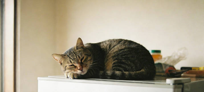The cat climbed onto the refrigerator.