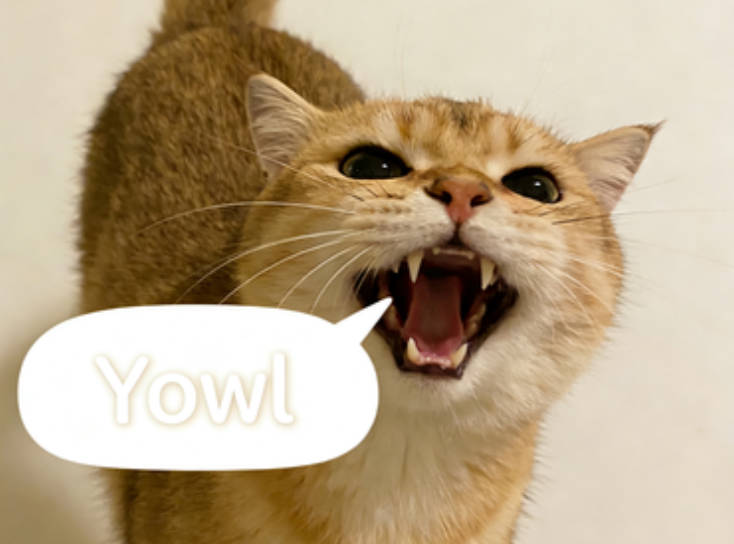 This is what a cat looks like when it's angry and hissing.