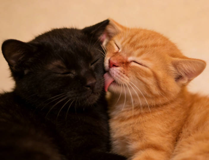 Groom each other’s fur while sunbathing