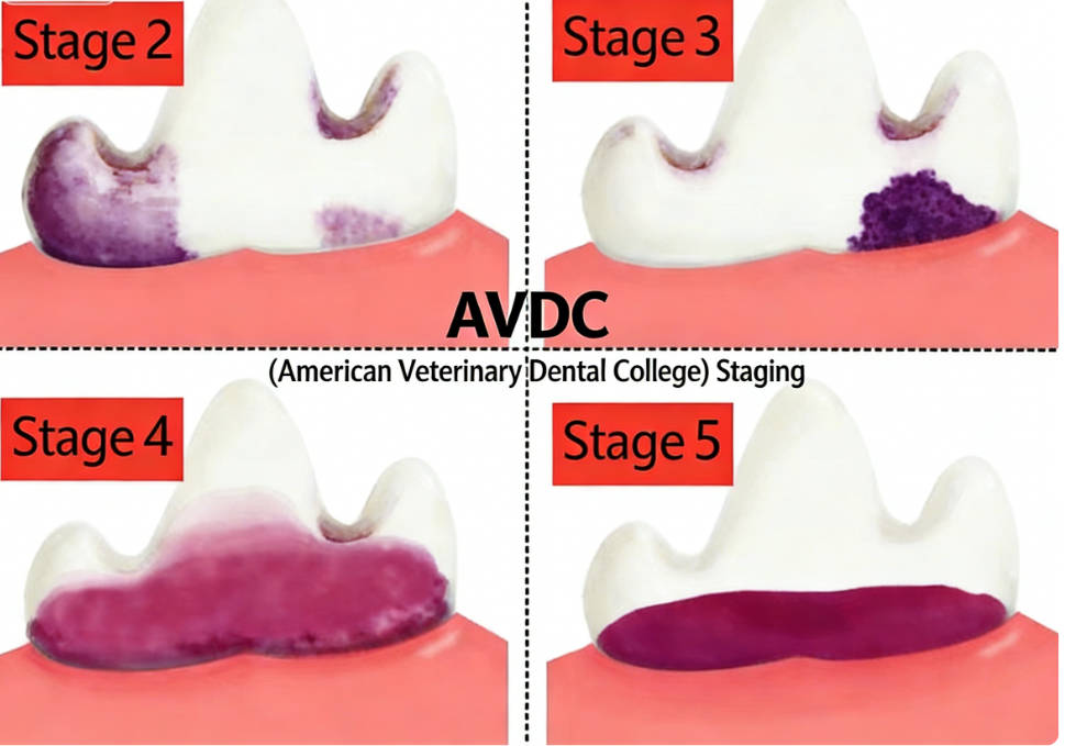 The American Veterinary Dental College (AVDC) gradually defines stages 2 to 5