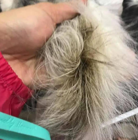 Mid-stage caudate tail syndrome