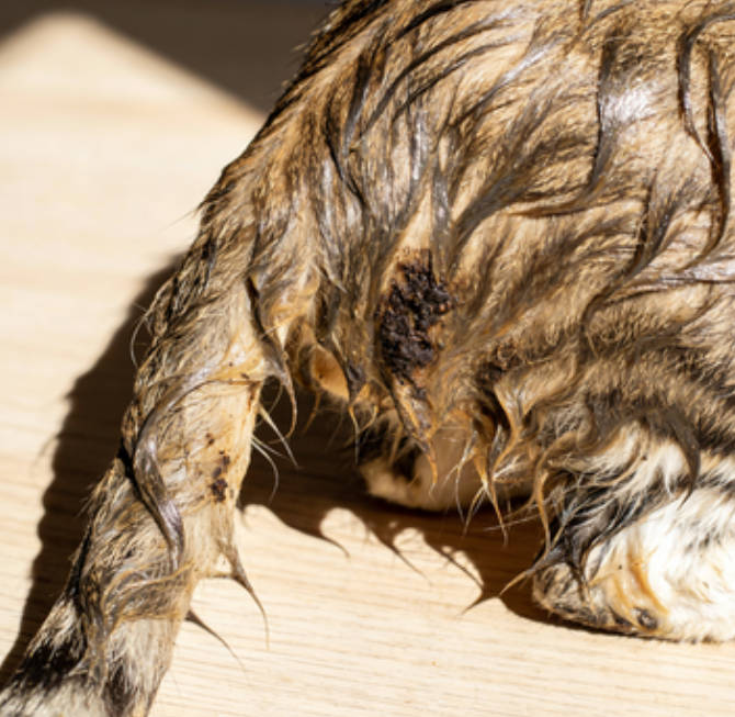 What Is Greasy Tail in Cats? Why Does My Cat’s Tail Feel Oily and Dirty?