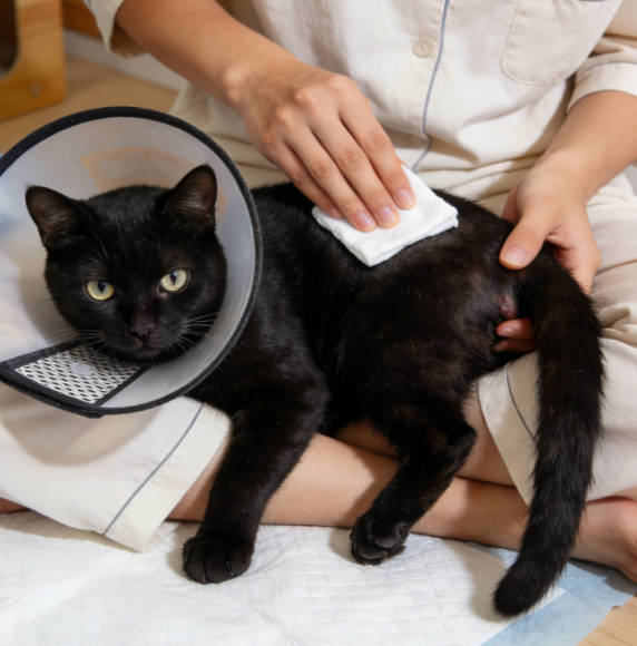 Why Did My Cat Suddenly Lose Bladder or Bowel Control After Its Tail Was Pulled? — Understanding Feline Cauda Equina Syndrome