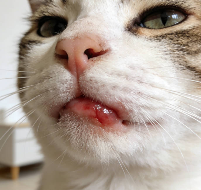 Why Did My Cat's Lip Swell Up? Understanding Feline Eosinophilic Granuloma Complex (EGC)