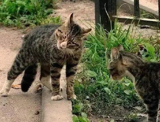 Cats glaring at each other