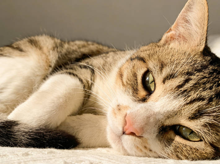 Cats sleep with their eyes open