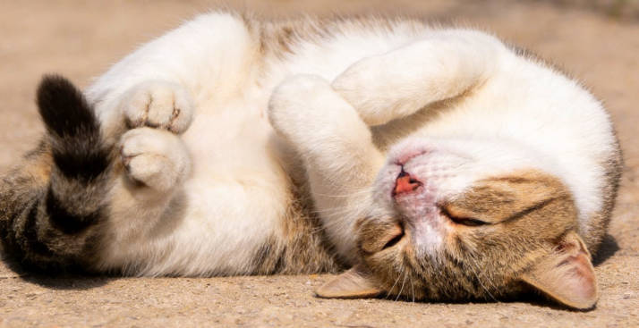 The cat pretends to sleep, but actually wants to play with you.