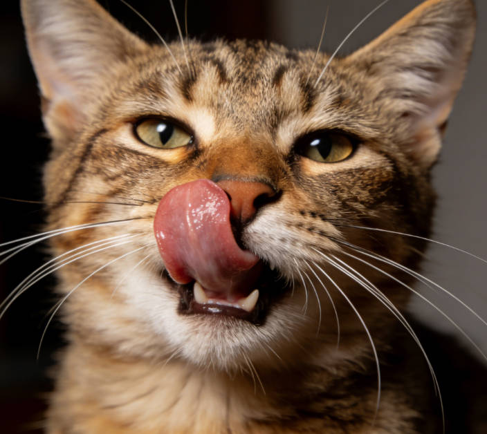 Uncontrollably sticking out the tongue, licking, or gagging and vomiting